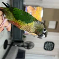 طوطی گرینچیک گمشده محدوده شهرک گلستان