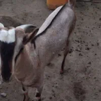 کهره نری