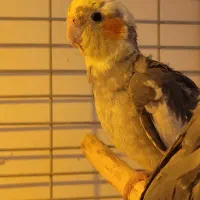 عروس هلندی