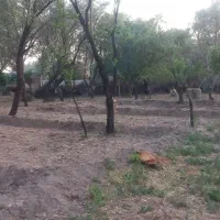 باغ در روستای فیروز سالار