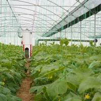 استخدام کارگر گلخانه