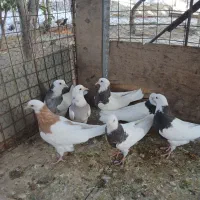 کبوتر