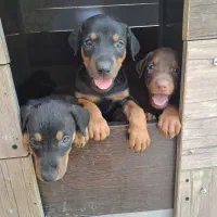 دوبرمن آمریکایی