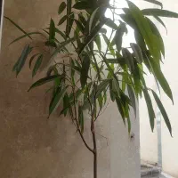 گل وگیاه .فروش فوری تا ۱۲ ظهر
