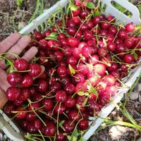 خرید فروش آلبالو مجاری و محلی به بالاترین قیمت