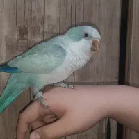 طوطی راهب بلو اسکای آبی(‌جنسیت نر)