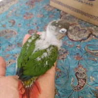 جوجه گرینچیک