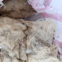 پشم گوسفندی
