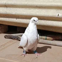 کلاغ کربلایی کله سفید کرم ماده  کلاغ زرد ماده