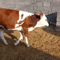 گوساله