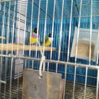 فنچ گلدین