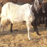 بزپاکستانی دوقلوزا