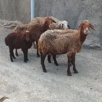 گوسفند میش