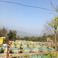 زنبور فشرده 7،8قاب سالم آماده کار به شرط،ویزنه