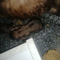 واگذاری توله پامر اشپیتز