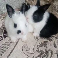 بچه خرگوش