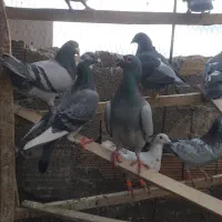 کفتر پلاکی شهرستانی