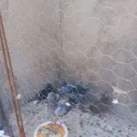 کفتر گرفتنی