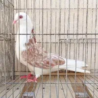 نر نوک ریز و جفت پرشی ساعتی سنگین