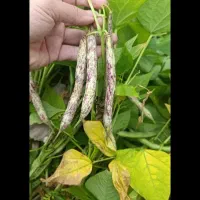 پاچ باقلی محلی تازه ودانه دار