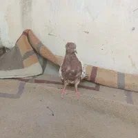 کفتر کله سرخ جوجه  دو پر