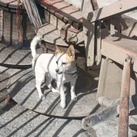 سگ پاکوتاه|سگ|کنگاور, |دیوار