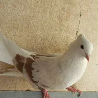 تعدادی کبوتر پرشتی نقش