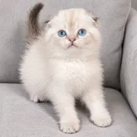 اسکاتیش سیلور کله خرسی ماده