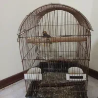 پرنده مینا