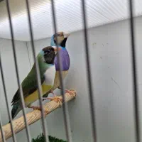 فنچ گلدین/کراواتی ماده/ماده گلدین/شارکول/ستاره ای