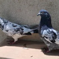 کفتر پرشی سربری کشتنی ۹تا نقشی معاوضه دارم|پرنده|فلاورجان, |دیوار