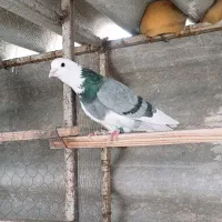 کبوتر شازده،ابلق،هما،زرد،سرور