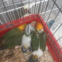 جوجه  طوطی خورشیدی