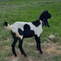 بزغاله ماده هلندی