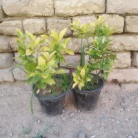 شمشادطلایی