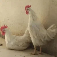 فروش 2 عدد خروس