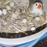 فنچ با تخم و جوجه