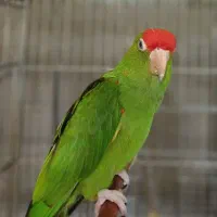 ماده تک سرگیلاسی و ماده تک آبی