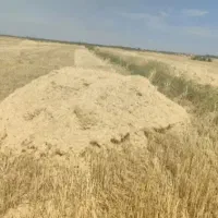 کاه|لوازم جانبی حیوانات|دهلران, |دیوار