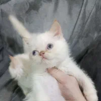 بچه اسکاتیش گوش زرد