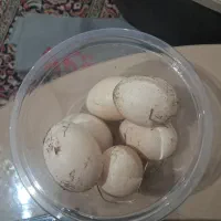 تخم اردک اسرائیلی