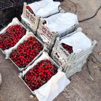 گیلاس|خوردنی و آشامیدنی|شاندیز, |دیوار