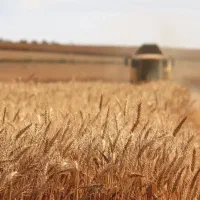 زمین ۲۰ هکتاری دیم با قابلیت تامین آب (چاه مجاور)