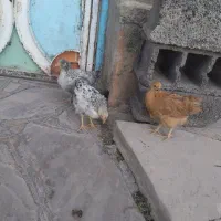 جوجه