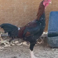 خروس لاری 7ماهه