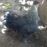 مرغ بومی تخم‌گزار