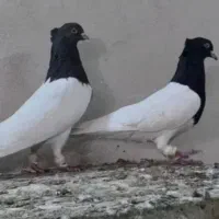 پرنده