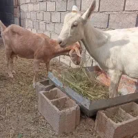 فروش دوراس بزیک ساله جوان شیرده