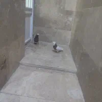 کبوتر