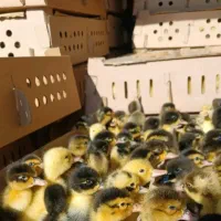 جوجه و اردک رسمی عمده